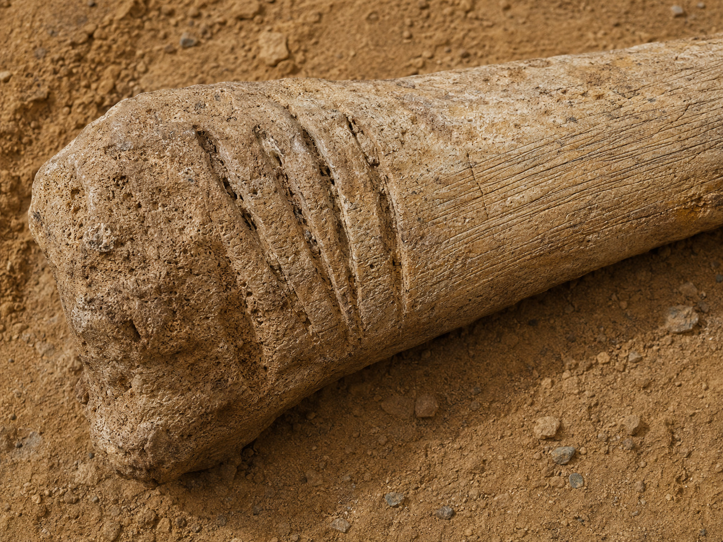 Pleistocene bone with deep predator tooth grooves and fine stone-tool cut marks.